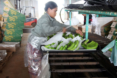 Xuất khẩu nông sản có 'bắt' được đà phục hồi của thế giới?