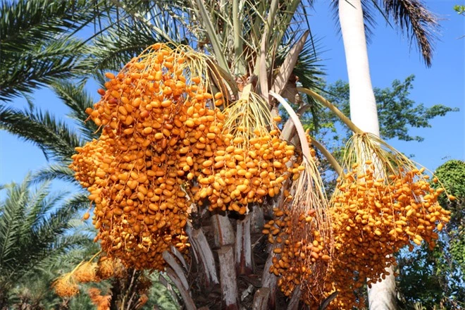 Một loại quả giới nhà giàu Dubai quý như vàng, ngay tại Việt Nam cũng có vùng trồng cực nhiều - Ảnh 4.