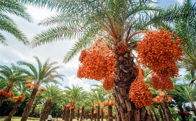 Một loại quả giới nhà giàu Dubai quý như vàng, ngay tại Việt Nam cũng có vùng trồng cực nhiều - Ảnh 5.