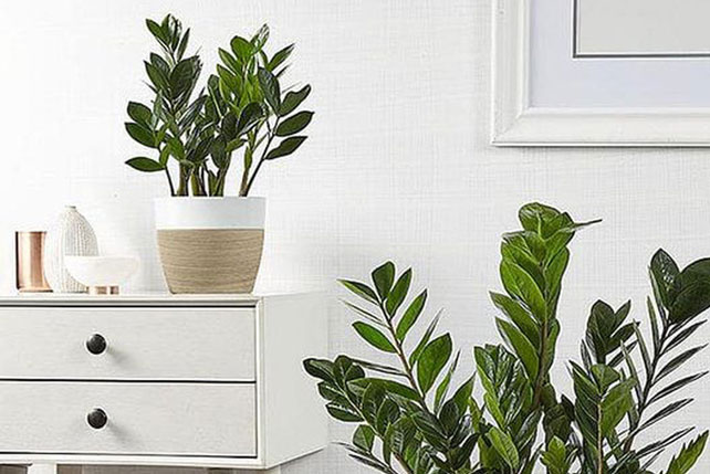 8 loại cây cảnh nổi như cồn nhưng lại bị chuyên gia cảnh báo nguy cơ ngộ độc, trẻ nhỏ hay thú cưng ăn phải đều gay go