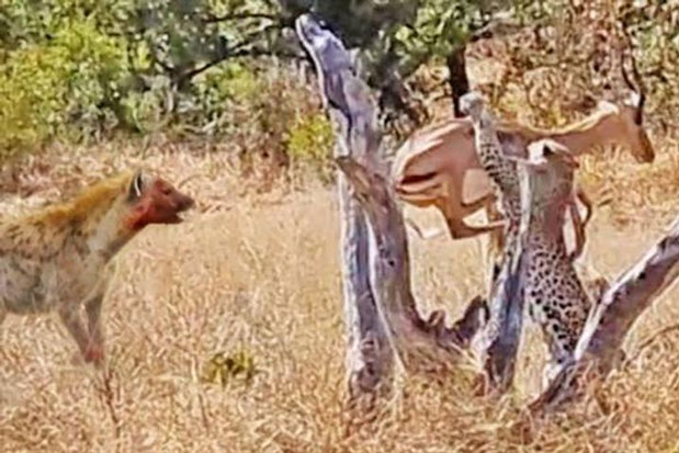 Báo tức tưởi ăn phần thừa dù săn được con mồi