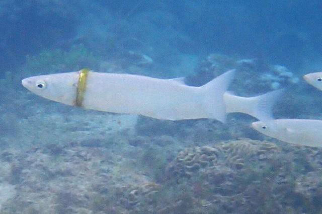 Cá đeo vòng vàng và câu chuyện bất ngờ phía sau