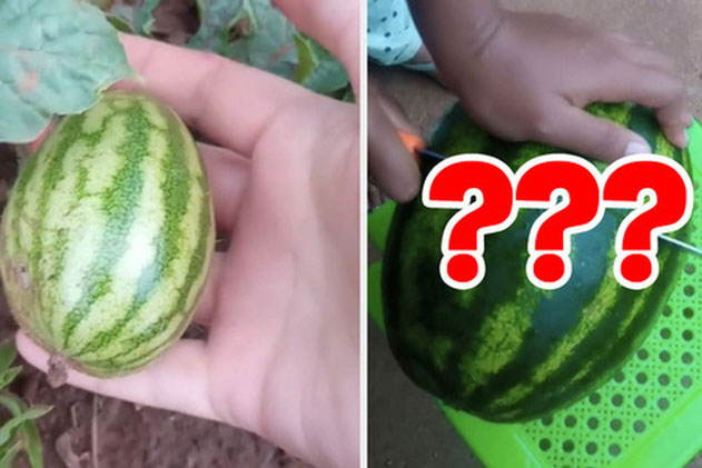 Cây dưa hấu "phản chủ" nhất thế gian: Tốn công chăm bẵm chỉ mong hái được quả ngọt, vậy mà kết cục lại cực "đắng lòng"