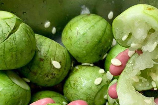 Việt Nam có 1 loại dưa nấu canh ngon bá cháy: Cứ tưởng quả gì lạ lắm, ngờ đâu ai cũng từng ăn ít nhất 1 lần trong đời