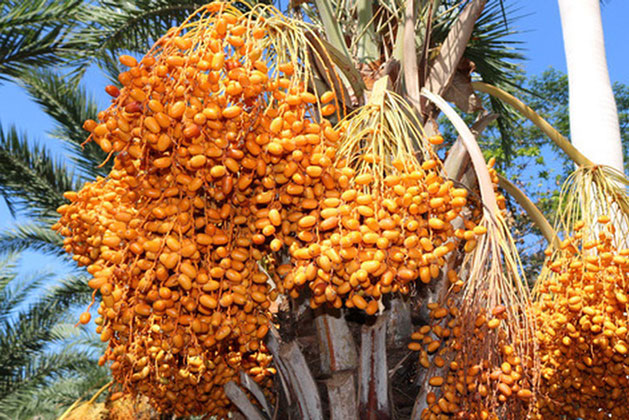 Một loại quả giới nhà giàu Dubai quý như vàng, ngay tại Việt Nam cũng có vùng trồng cực nhiều