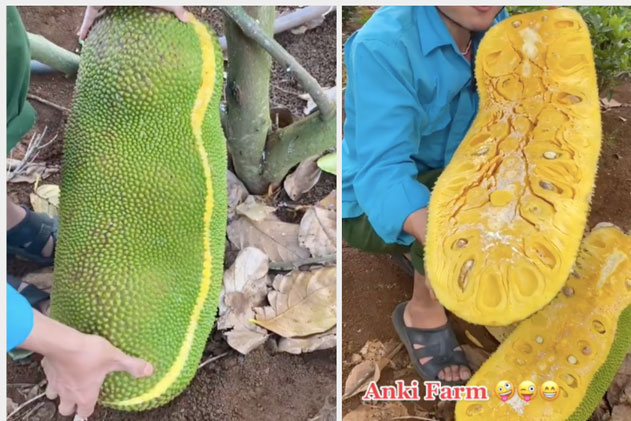 Thanh niên xẻ trái mít siêu dài như bị đột biến, hoá ra là loại ngoại lai "hiếm có khó tìm" ở Việt Nam