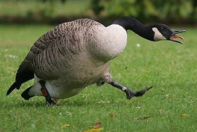 Cụ ông bị ngỗng tấn công trọng thương, khách sạn nhận phán quyết phải bồi thường gần 2,1 tỉ đồng