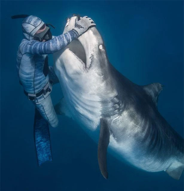 Chùm ảnh: Rùng mình cảnh thợ lặn chơi đùa, âu yếm cá mập hổ khổng lồ ảnh 1