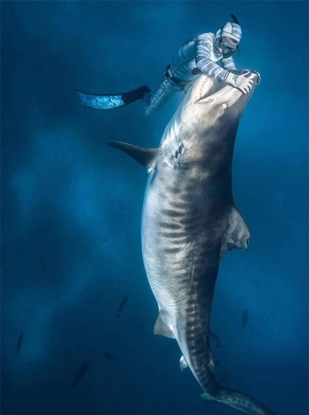 Chùm ảnh: Rùng mình cảnh thợ lặn chơi đùa, âu yếm cá mập hổ khổng lồ ảnh 2