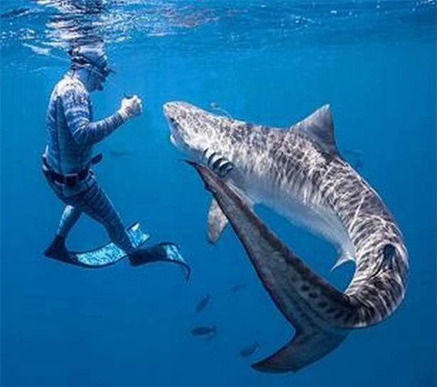 Chùm ảnh: Rùng mình cảnh thợ lặn chơi đùa, âu yếm cá mập hổ khổng lồ ảnh 3