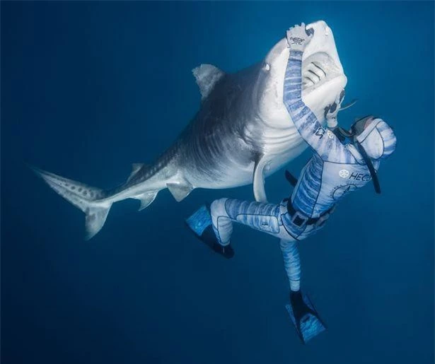 Chùm ảnh: Rùng mình cảnh thợ lặn chơi đùa, âu yếm cá mập hổ khổng lồ ảnh 4