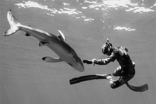 Chùm ảnh: Rùng mình cảnh thợ lặn chơi đùa, âu yếm cá mập hổ khổng lồ ảnh 6