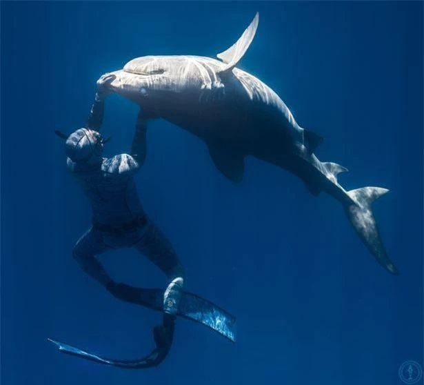 Chùm ảnh: Rùng mình cảnh thợ lặn chơi đùa, âu yếm cá mập hổ khổng lồ ảnh 7