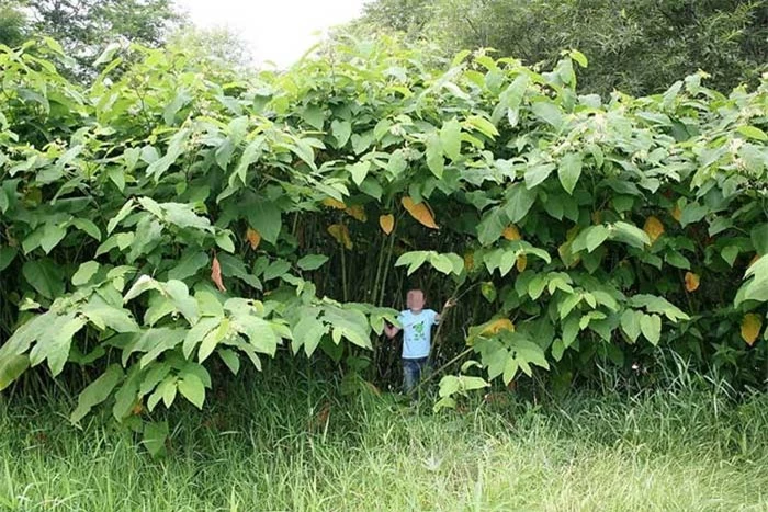 Vùng đất kỳ lạ khiến cây trồng cao lớn khổng lồ như trong thế giới cổ tích 4