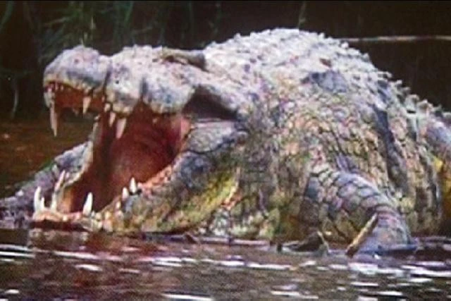 Mọi nỗ lực vây bắt con cá sấu khổng lồ Gustave đến nay đều thất bại. Ảnh minh họa.
