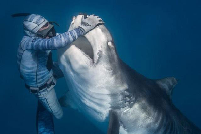 Chùm ảnh: Rùng mình cảnh thợ lặn chơi đùa, âu yếm cá mập hổ khổng lồ