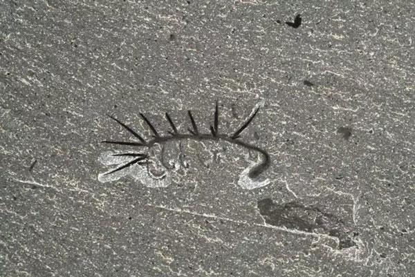 Phải mất tới 24 năm nghiên cứu đằng đẵng, giới khoa học mới có thể phân biệt được đâu là đầu và đâu là đuôi của con vật này!