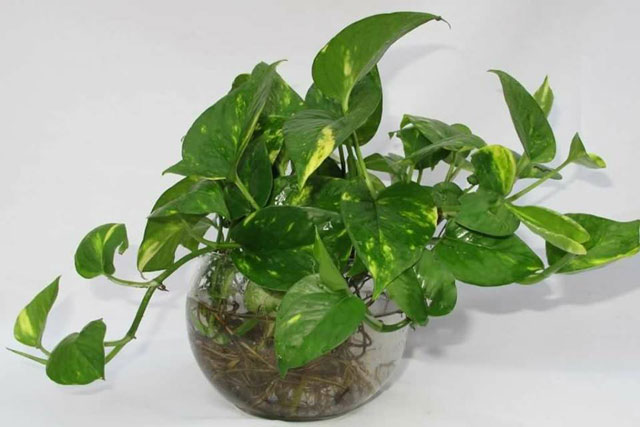 Đây là loại cây cảnh mang ý nghĩa may mắn lại hút độc cực tốt khiến bạn muốn trồng ngay lập tức
