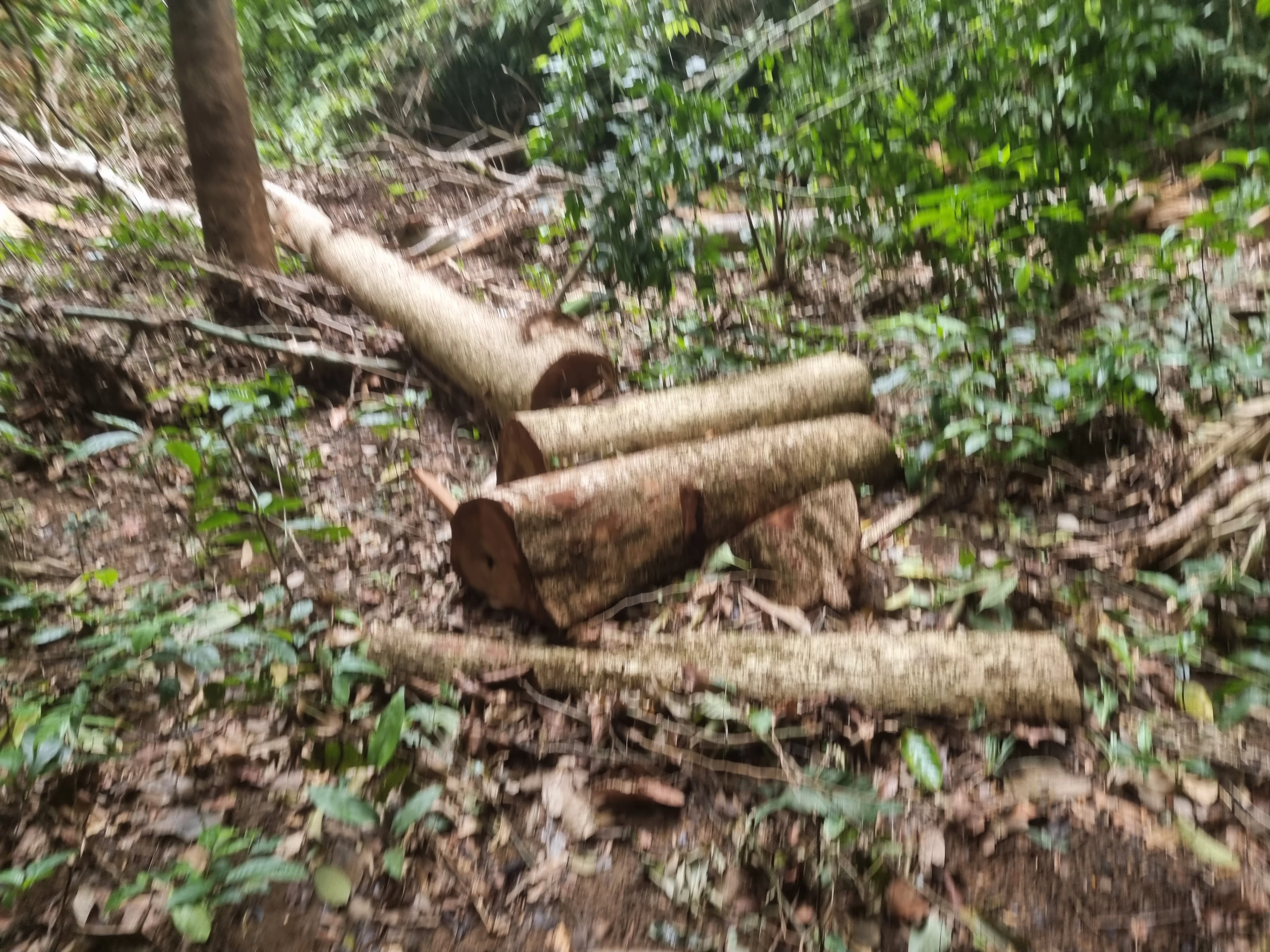 gỗ gỗ