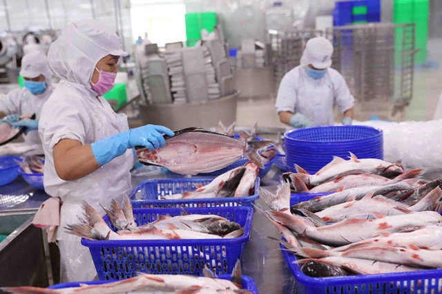 Chế biến cá tra nguyên con xuất khẩu tại một nhà máy chế biến thủy sản ở An Giang. (Ảnh: TTXVN). Chế biến cá tra nguyên con xuất khẩu tại một nhà máy chế biến thủy sản ở An Giang. (Ảnh: TTXVN).