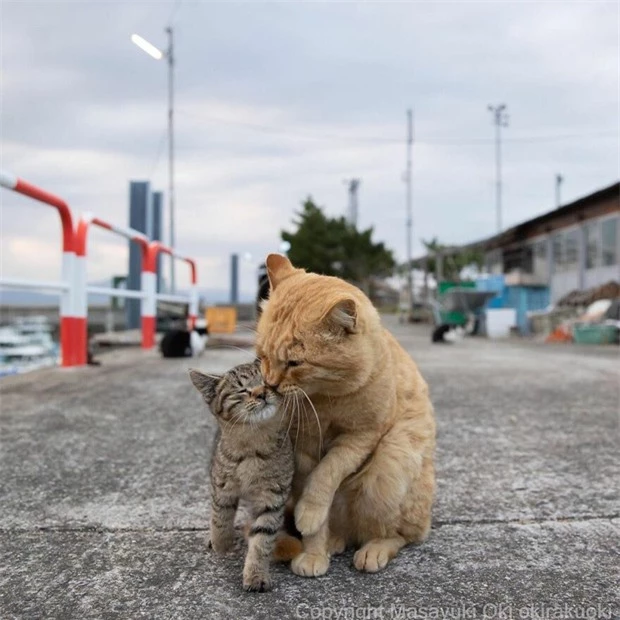 Bộ ảnh cuộc sống thường ngày của 500 anh em mèo hoang cute nhưng không kém phần lôm côm ở Nhật Bản - Ảnh 14.