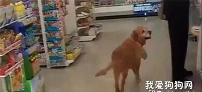 Phát hiện chú chó ngày nào cũng đến trộm đồ ăn, chủ siêu thị bí mật theo dõi rồi không nói nên lời vì cảnh tượng trước mắt - Ảnh 2.