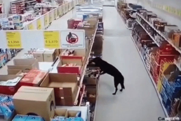 Phát hiện chú chó ngày nào cũng đến trộm đồ ăn, chủ siêu thị bí mật theo dõi rồi không nói nên lời vì cảnh tượng trước mắt