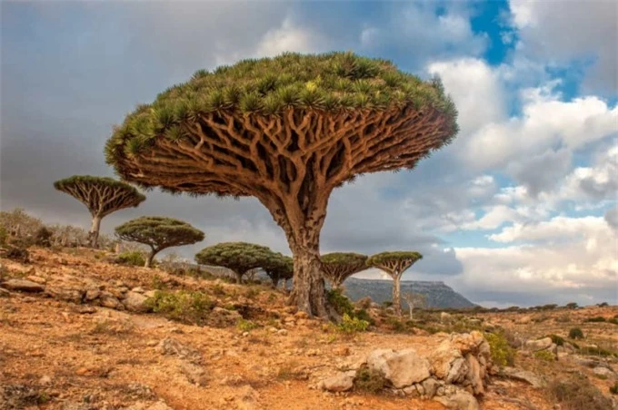 Những cây máu rồng này có thể được tìm thấy tại Socotra, một quần đảo ở Yemen.