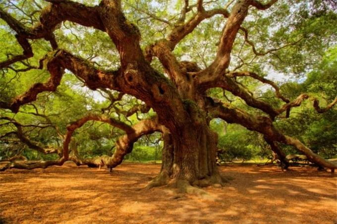 Những cây sồi thần có tuổi đời từ 400 - 500 năm được tìm thấy ở Công viên Angel Oak ở Nam Carolina.