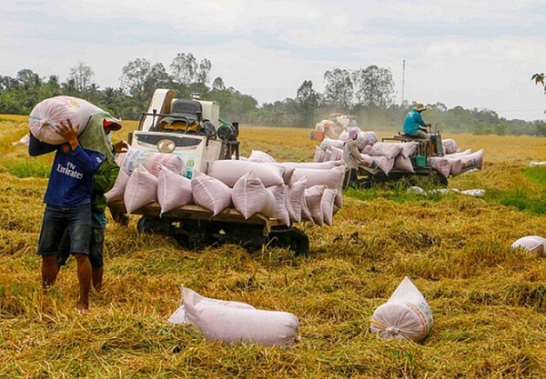 Ngân hàng vào cuộc hỗ trợ vốn để giảm tồn ứ thóc, gạo tại Đồng bằng sông Cửu Long