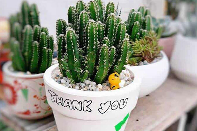 4 loại cây phong thủy giúp gia chủ xua đuổi vận đen, đón may mắn trong tháng cô hồn