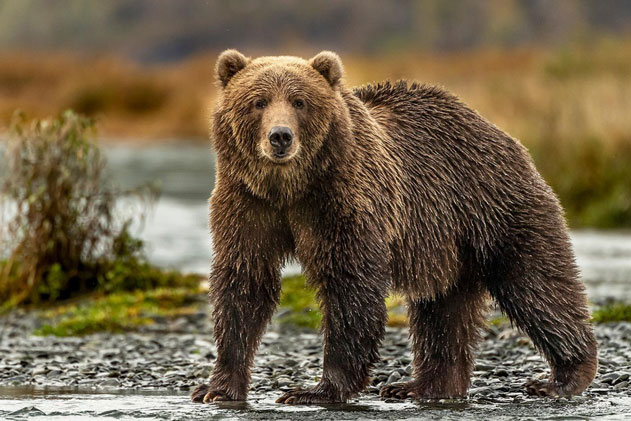 Đi khai thác mỏ, ông lão đánh nhau với gấu suốt nhiều ngày đêm và cái kết gây kinh ngạc
