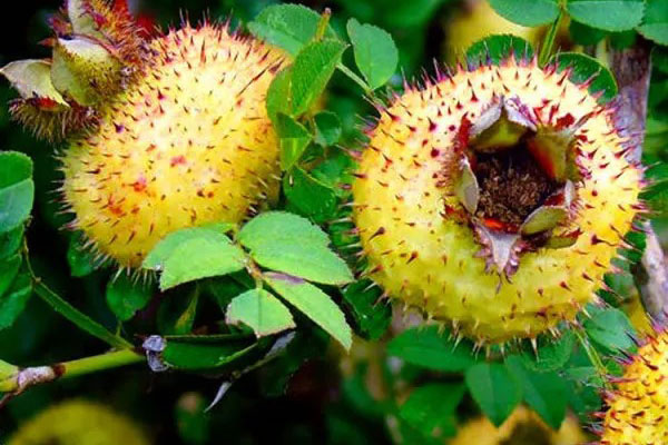 Nhìn tưởng quả dại nên 90% số người không biết loại quả đại bổ này