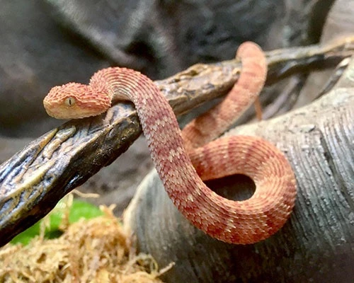 Hiện nay, người ta tìm ra khoảng 3.000 loài rắn khác nhau. Chúng có kích thước, màu sắc tương đối đa dạng nhưng vẫn mang một số điểm đặc trưng. Rắn không có chân nhưng di chuyển rất giỏi, chúng có thể nuốt chửng con mồi lớn hơn đường kính đầu của chúng. Ảnh: Seneca Park Zoo.