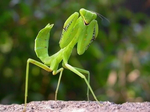 Bộ Bọ ngựa Mantodea hiện có 15 họ sinh tồn và 1 họ hóa thạch. Bọ ngựa có thể sống trong cả khí hậu nhiệt đới và ôn đới. Tại Việt Nam, bọ ngựa được tìm thấy ở nhiều vùng.Trong đó, loài bọ ngựa châu Âu (bọ ngựa cầu nguyện), thuộc bộ bọ ngựa Mantodea được đưa vào sách đỏ Việt Nam.