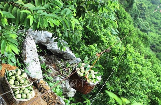 Lạng Sơn: Mỗi hộ nông dân có cửa hàng số riêng, tự bán nông sản online