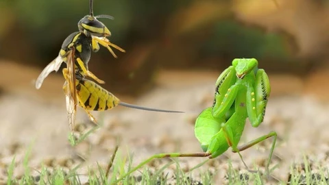 Phần đầu có khả năng xoay 300 độ, cho phép chúng có tầm nhìn rộng mà không cần di chuyển cơ thể. Bọ ngựa săn mồi chủ yếu nhờ tầm nhìn, vì vậy chúng chỉ hoạt động vào ban ngày.