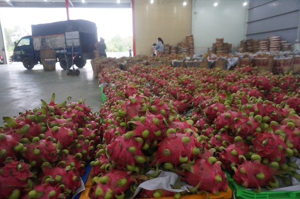 Được biết, sau khi thu mua của nông dân với giá 3.000 đồng, đơn vị vận chuyển lên TP Hồ Chí Minh bán cho các các mối tiêu thụ khác khoảng 7.000 đồng/kg. 