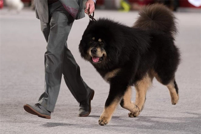 Mua chó Ngao Tây Tạng về nuôi, 2 năm sau gia đình sợ hãi phát hiện thân thế thực sự của con vật - Ảnh 1.