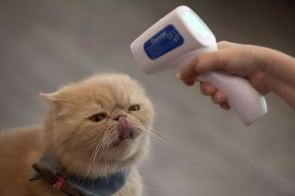 Đột biến COVID-19 cực kỳ nguy hiểm có thể xuất hiện ở vật nuôi của chúng ta?