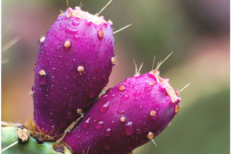 Loại quả chẳng có gì hiếm lạ ở Việt Nam, mọc khắp nơi ăn không mất tiền, thế nhưng lại được bán 300.000/hộp 6 quả ở nước ngoài