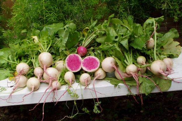 Bật mí cách trồng củ cải dưa hấu ngon không cưỡng nổi