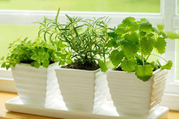 Bỏ túi kỹ thuật trồng rau gia vị tại nhà an toàn, xanh tốt quanh năm