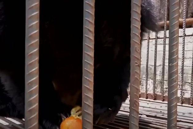 Mua chó Ngao Tây Tạng về nuôi, 2 năm sau gia đình sợ hãi phát hiện "thân thế" thực sự của con vật