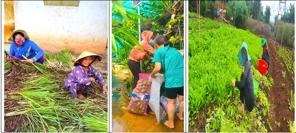 Dưới cái nắng gay gắt của mùa hè, người dân Bình Phước nhanh tay cắt sả, hái trái vả và những ngọn rau xanh để gửi tặng Sài Gòn - Bình Dương