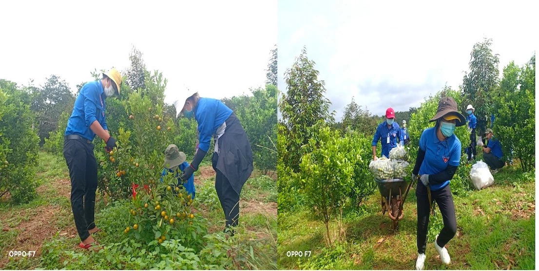 Thanh niên huyện Bù Đăng (Bình Phước) hái những trái tắc mọng nước để trao tặng người dân vùng dịch Sài Gòn - Bình Dương