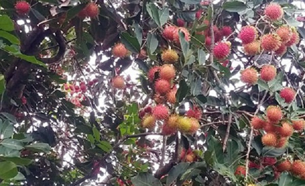 Hậu Giang: Nông thủy sản đến lứa thu hoạch, nông dân gặp cảnh khó bán