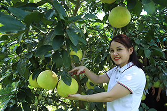 Hà Tĩnh: Đưa bưởi Phúc Trạch lên sàn Thương mại điện tử với hơn 2.700 tài khoản thành viên