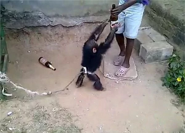 Cho khỉ tập uống bia, một thời gian sau người đàn ông khốn khổ ngay cả khi đã thả nó về rừng - Ảnh 2.
