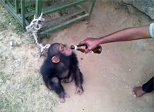 Cho khỉ tập uống bia, một thời gian sau người đàn ông khốn khổ ngay cả khi đã thả nó về rừng - Ảnh 3.